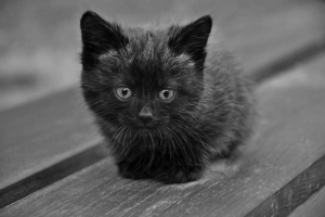 Відео, знятий школяркою-сторонньою, перемішували користувачів мережі Відео, знятий школяркою-сторонньою, перемішували користувачів мережі